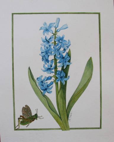 Jacinthe et criquet vert de jardin