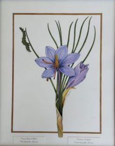 Voir le détail de cette oeuvre: Crocus